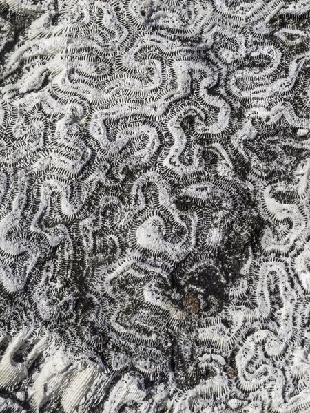 Closeup of coral fossils on a large rock in the Florida Keys, for illustration or background with themes of nature, evolution, marine environments