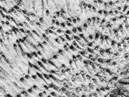 Cross section of fossils, probably coral, on a large rock in the Florida Keys, in black and white, for illustration or background with themes of nature, evolution, marine environments