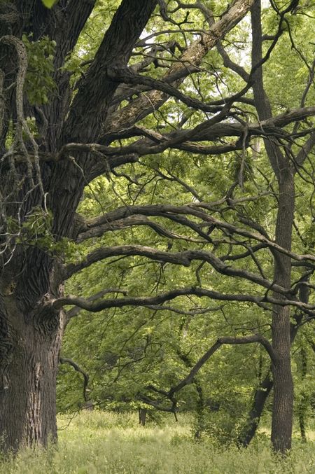 Mature burr oak, strong horizontals and diagonals, arboretum in American Midwest