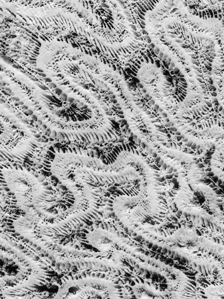 Closeup of coral fossils on a large rock in the Florida Keys, in black and white, for  themes of nature, evolution, marine environments
