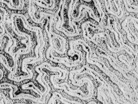 Detail of coral fossils on a large rock in the Florida Keys, in black and white, for  themes of nature, evolution, marine environments