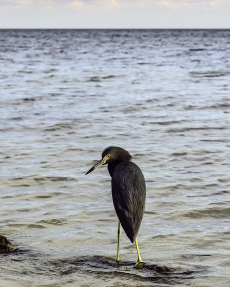 Coastal hunter early in the evening: Greenish black aquatic bird, possibly a cormorant, standing alone on a submerged log near shore before sunset in the Florida Keys (selective focus)