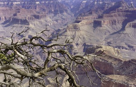 Pathos of a long struggle to survive: Bare branches of a juniper tree, still with a little green left, hanging over a gorge along the South Rim of the Grand Canyon on a sunny morning