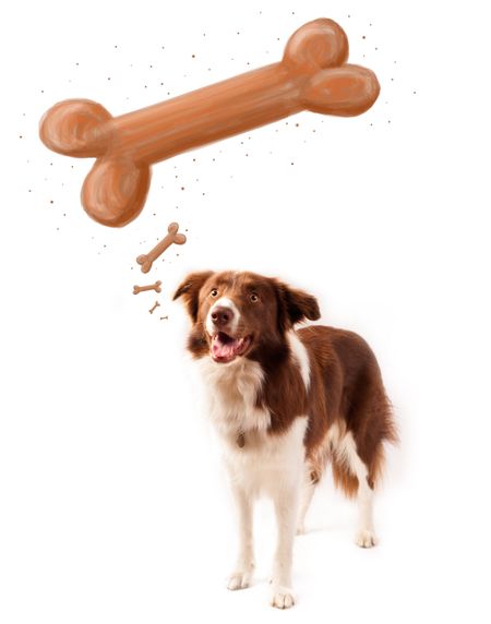 Cute brown and white border collie dreaming about a bone above his head