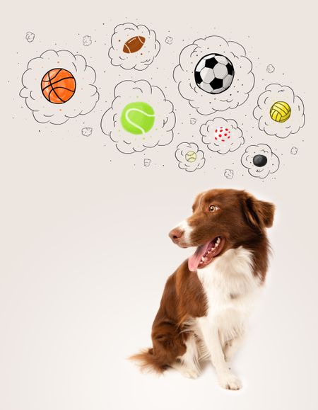 Cute brown and white border collie thinking about balls in a thought bubbles above his head