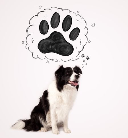 Cute black and white border collie thinking about a paw in a thought bubble above her head