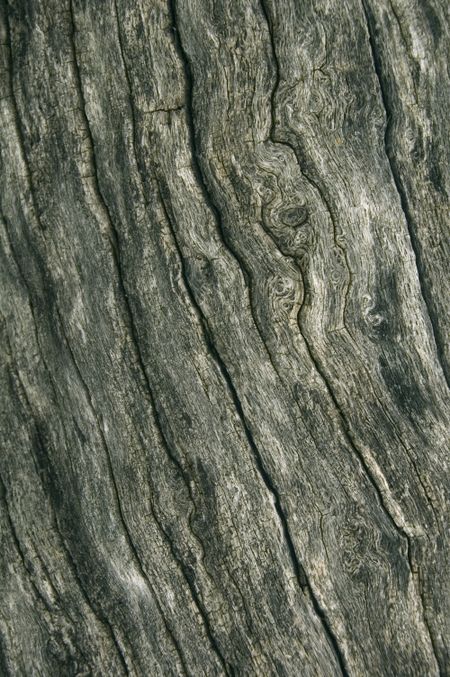 Bark on old log