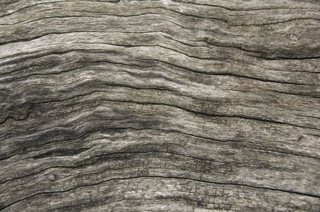 Pattern of bark on old log