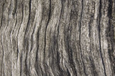 Pattern of bark on old log, full-frame close-up