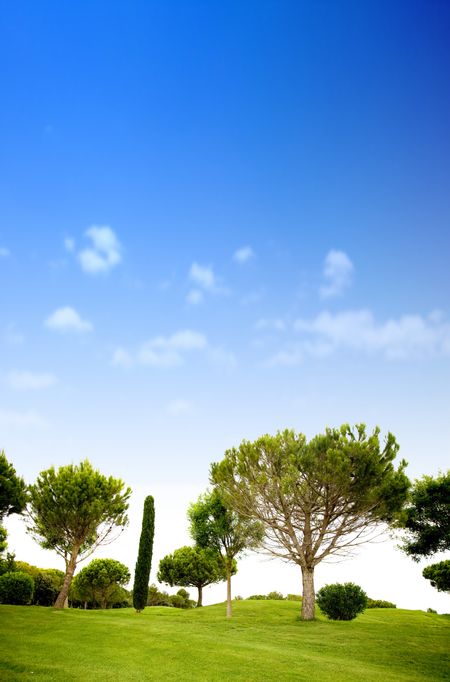 beautiful summer landscape - trees and grass with a beautiful blue sky in the background