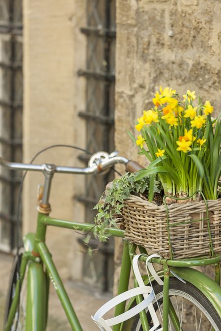 Green rustic bicycle carrying fresh daffodils in a basket