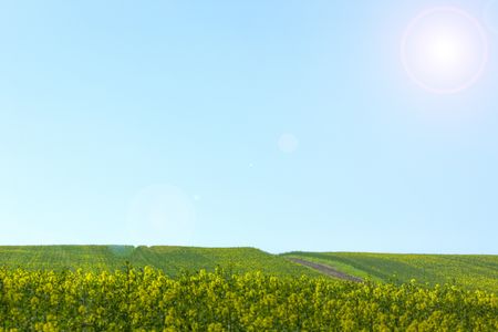 Rape seed crops growing on a bright Spring day