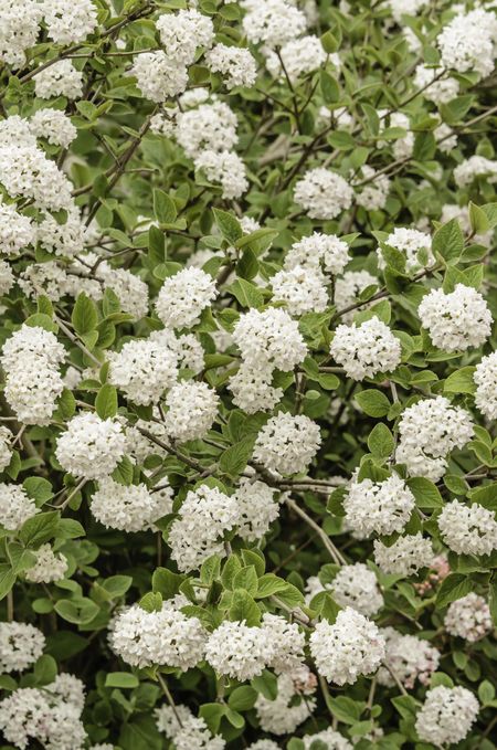 Compact Koreanspice viburnum (binomial name: Viburnum carlesii 'Compactum'), a shrub with  white flowers that bloom in spring with a far-reaching and, many would say, seductive fragrance like perfume