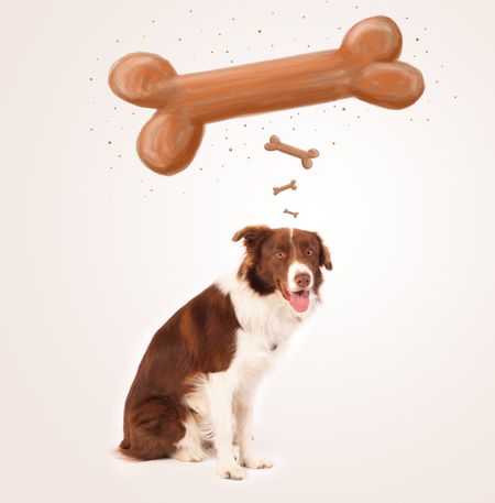 Cute brown and white border collie sitting and dreaming about a bone above his head