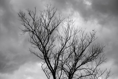 Minimalist study of waiting: Silhouette of bare tree with a lone bird perched near the top under an overcast sky, in black and white