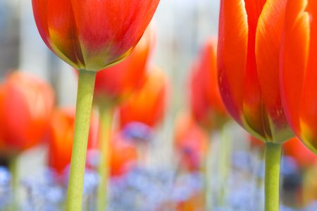 Close up of spring tulips.