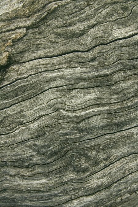 Bark on old log