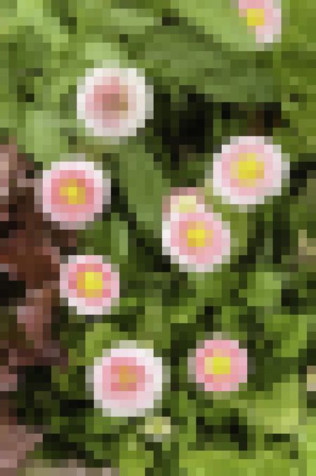 Varicolored mosaic abstract of garden flowers in spring