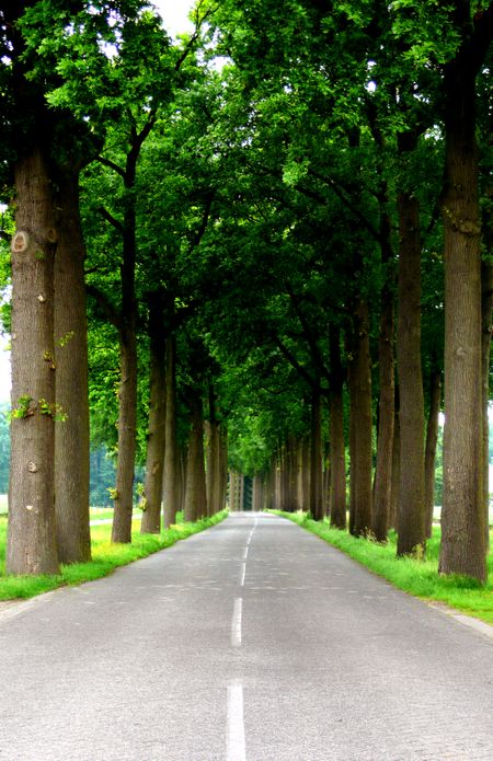 road to success in the countryside with trees on both sides of the road