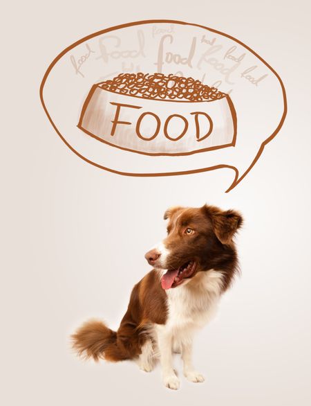 Cute brown and white border collie thinking about a bowl of food in a thought bubble above his head