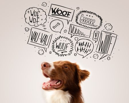 Cute brown and white border collie with barking speech bubbles above his head