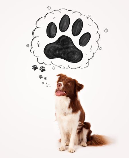 Cute brown and white border collie thinking about a paw in a thought bubble above his head