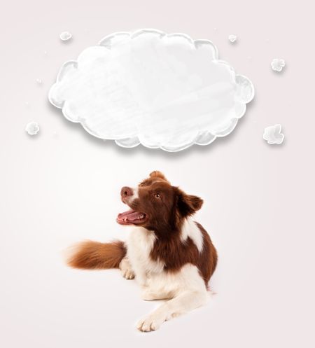 Cute brown and white border collie with empty cloud above his head