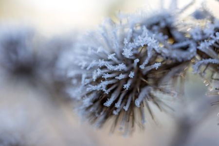 Beautiful wild thistles covered in frost on a bright sunny morning