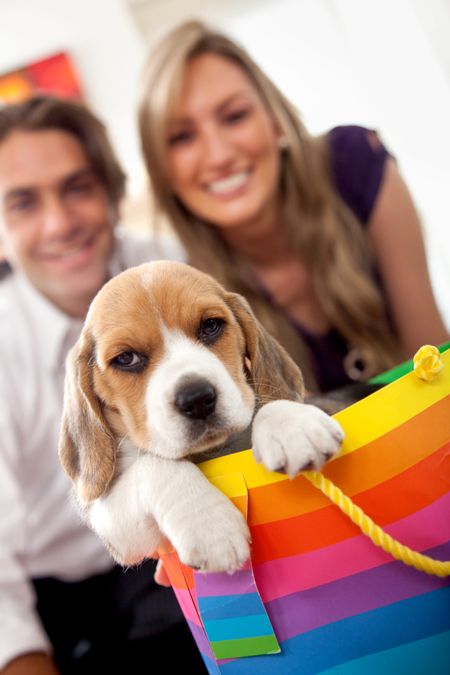 Young couple getting a puppy as a gift