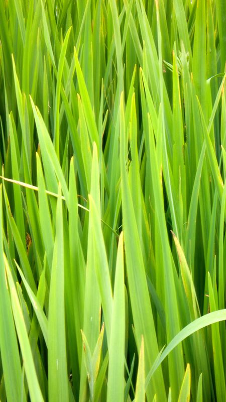 green grass blades texture or background