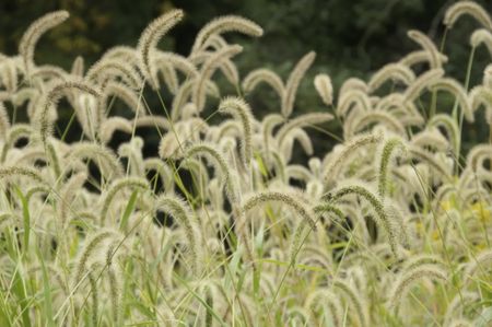 Green foxtail (Setaria viridis), a wild grass common in the United States. Often considered a weed, it grows in clumps.