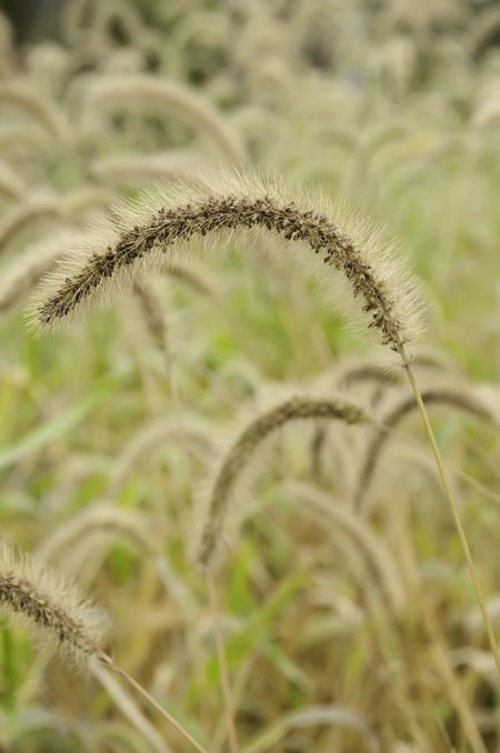 Green foxtail (Setaria viridis), a wild grass common in the United States. Often considered a weed, it grows in clumps.