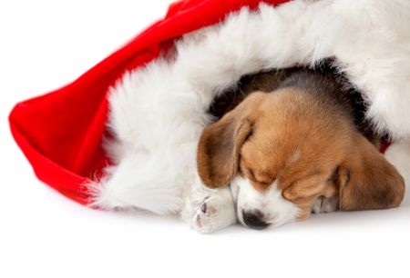 Puppy as a gift in a christmas hat isolated
