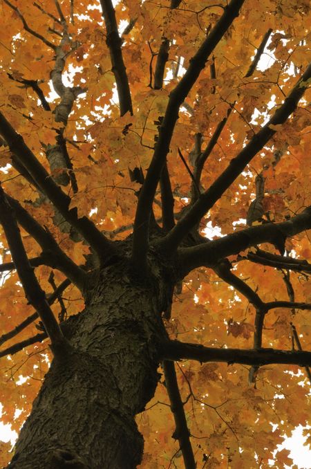 Low-angle view of tall maple tree under an overcast sky in autumn