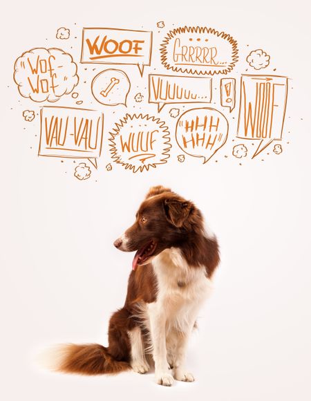 Cute brown and white border collie with barking speech bubbles above his head