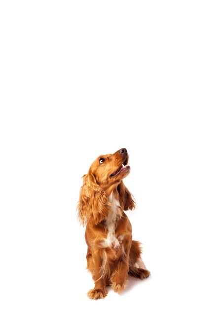 Cute brown cocker spaniel with empty space