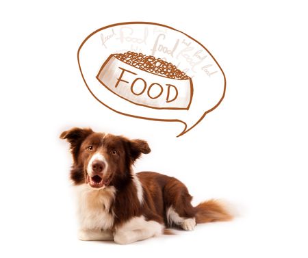 Cute brown and white border collie thinking about a bowl of food in a thought bubble above his head