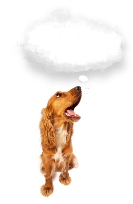 Cute brown cocker spaniel with empty cloud bubble above her head