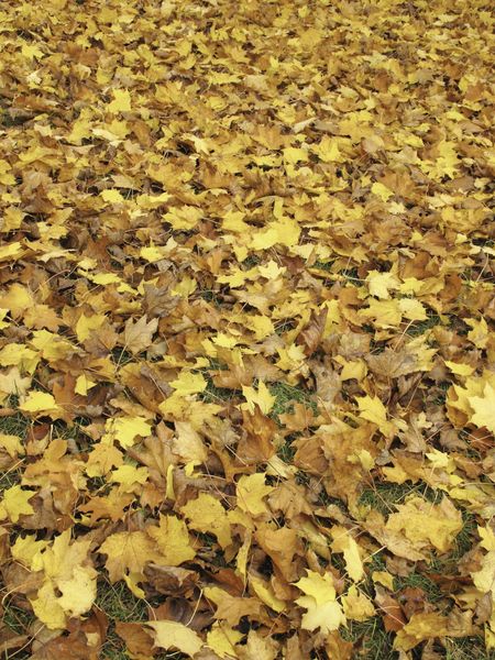 Lots of maple leaves fallen on lawn -- for background or texture