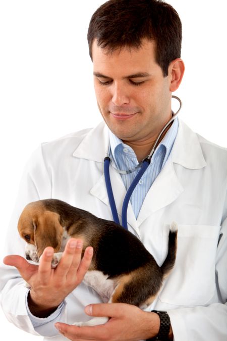 Veterinarian with a puppy isolated on white