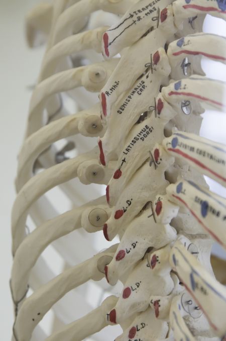 Ribcage and back muscles (latissimus dorsi) of artificial human skeleton at community college