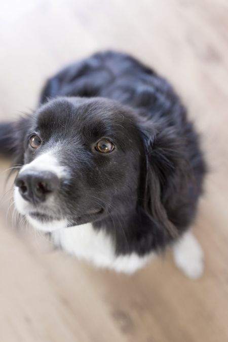 Border Collie portrait
