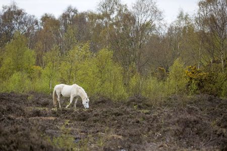 Wild ponies on marshland in Springtime
