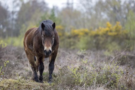 Wild ponies on marshland in Springtime