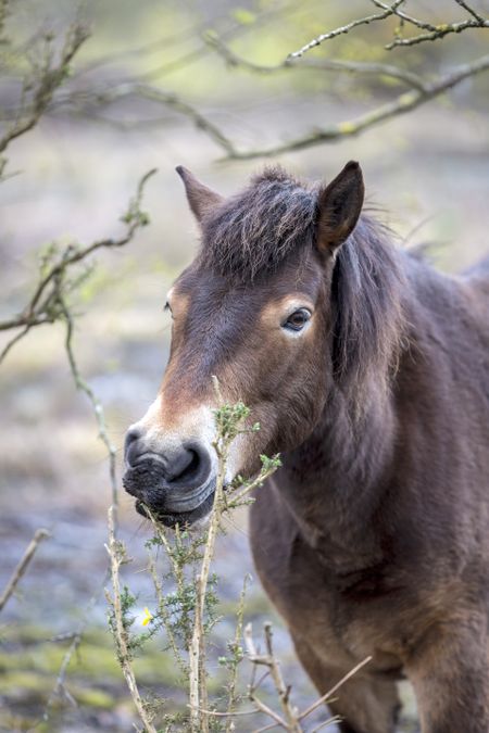Wild ponies on marshland in Springtime