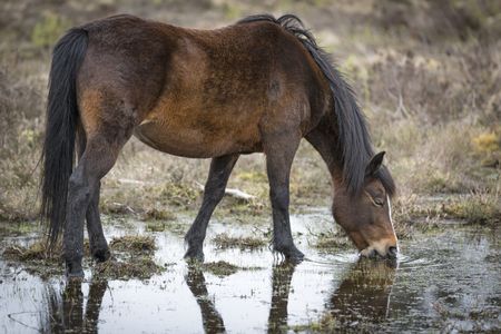 Wild ponies on marshland in Springtime