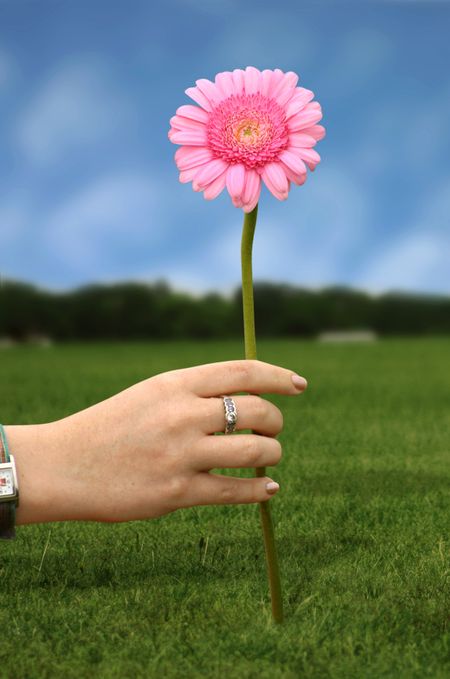 beautiful planted daisy being picked up by a girl hand