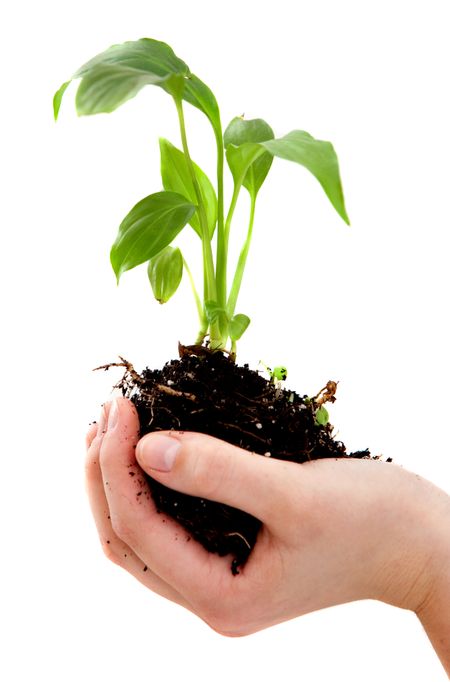 Hand holding a plant isolated over a white background