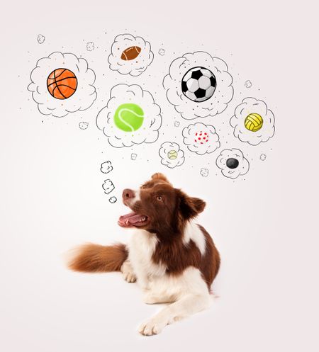 Cute brown and white border collie thinking about balls in a thought bubbles above his head