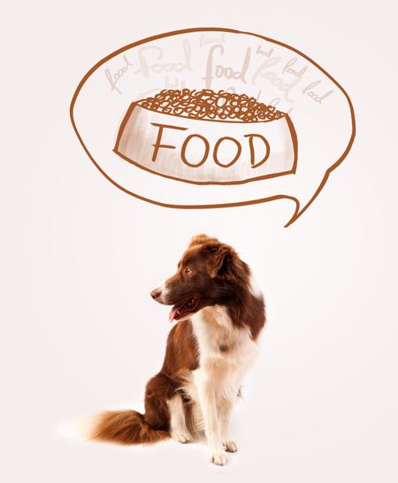 Cute brown and white border collie thinking about a bowl of food in a thought bubble above his head